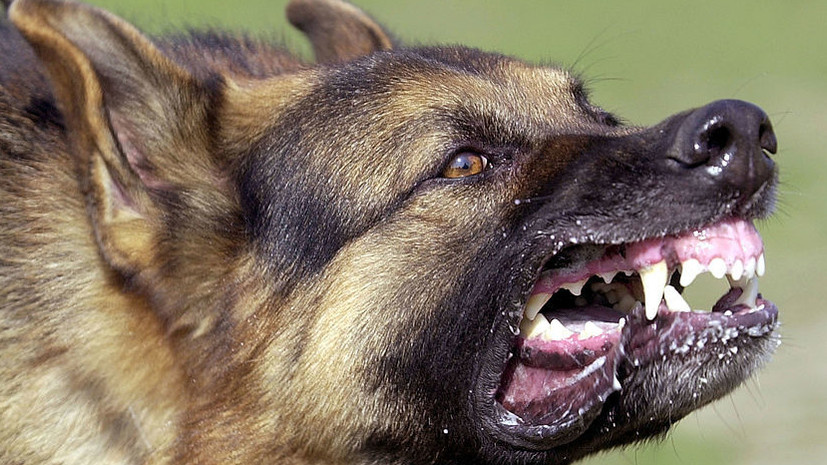    Фото: russian.rt.com Георгий