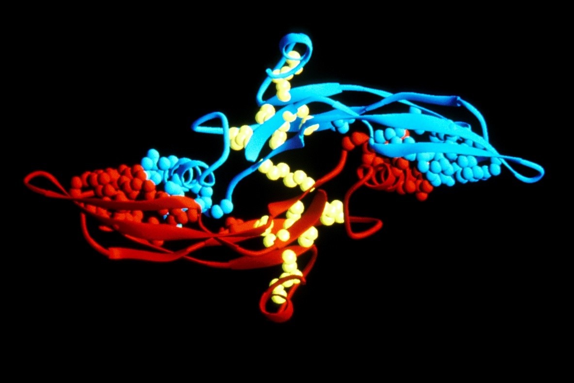 Компьютерное изображение молекулы TGF-beta – цитокина с тремя различными изоформами, который регулирует многие клеточные функции, включая пролиферацию, дифференцировку, адгезию и миграцию клеток. Public Domain/ NIH, Dr. Michael Sporn