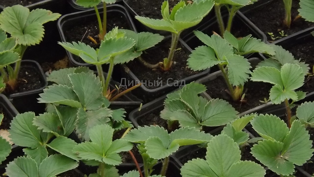 Рассада в горшочках