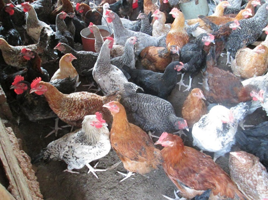 Стадо куройлеров