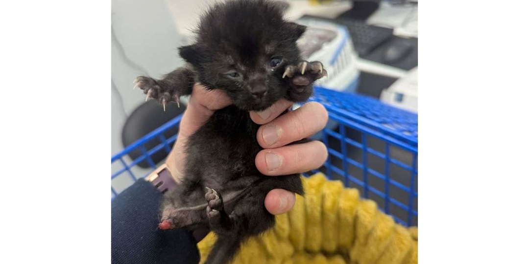 Кошка стала приемной мамой для трехлапого котенка