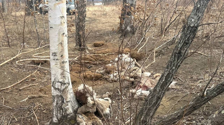 Прокуратура Приморского края/Telegram