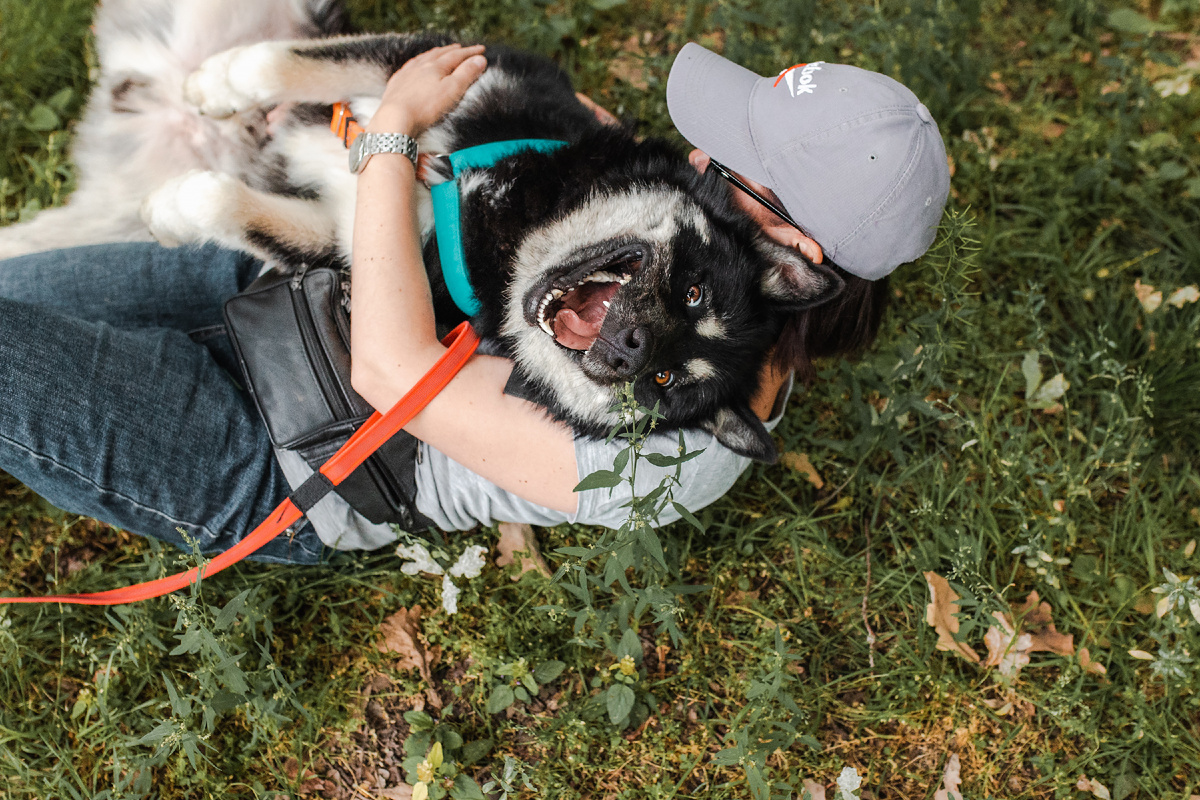 Очаровательный Хьюстон передаёт привет нашим читателям и напоминает, что ищет дом