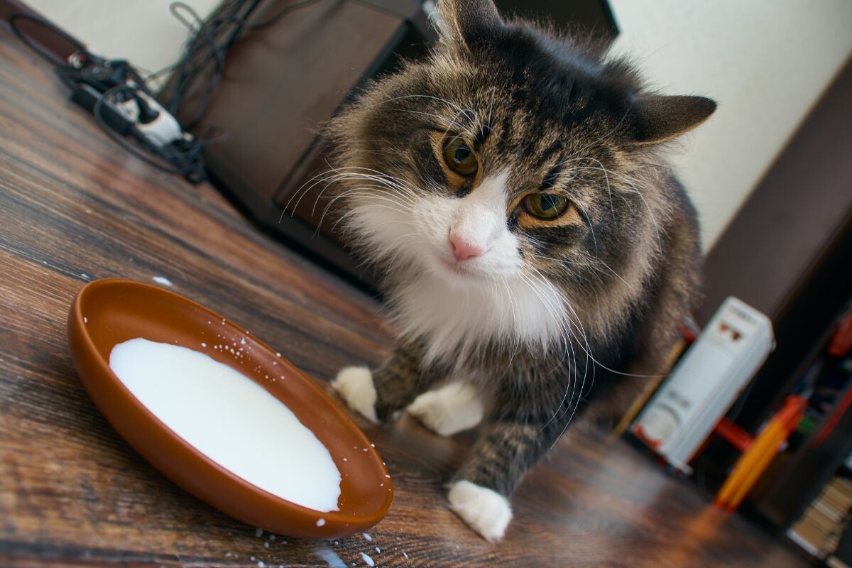 Кот пьёт молоко