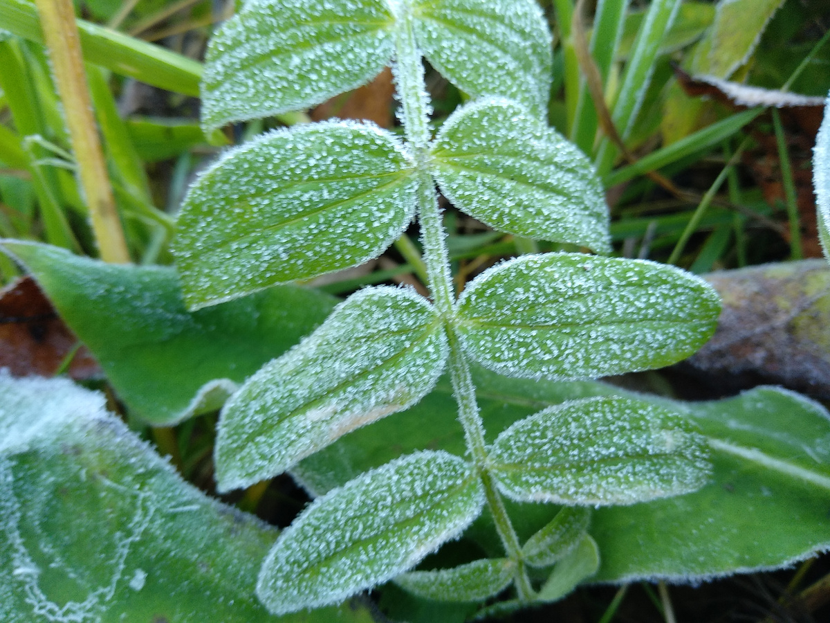 на траве иней