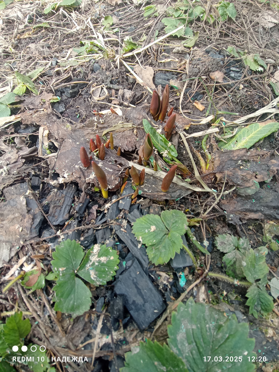 Тюльпанчики проснулись. Растут в виктории и друг другу не мешают. 