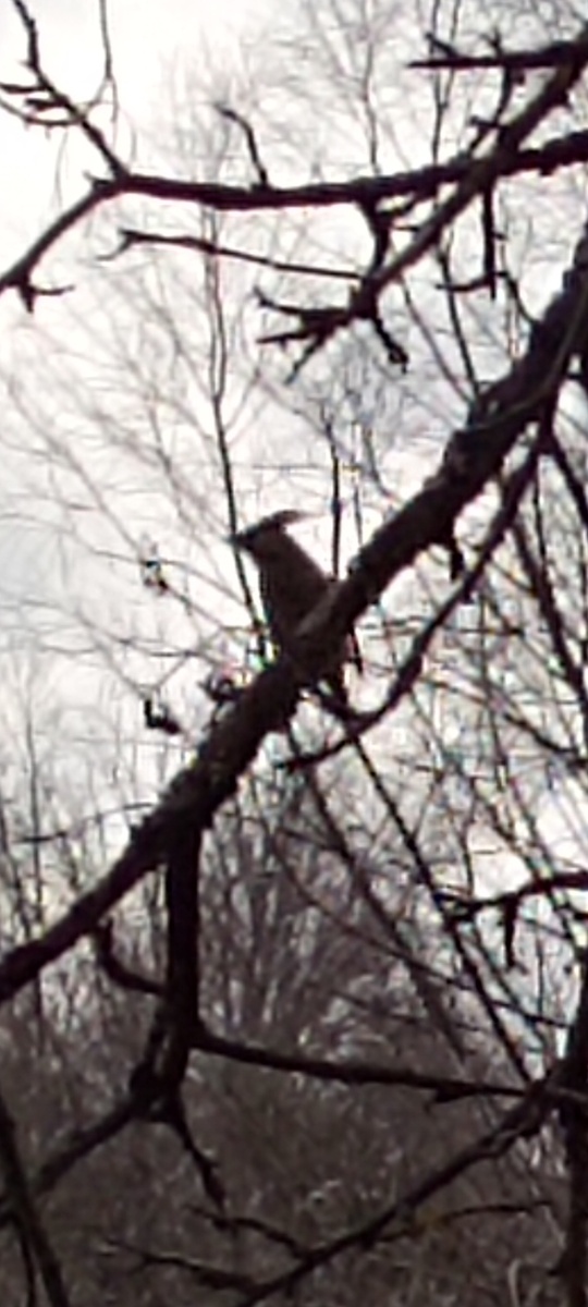 Не знаю, что за птичка. Хохолоки хвостик жёлтый. Прелесть. 