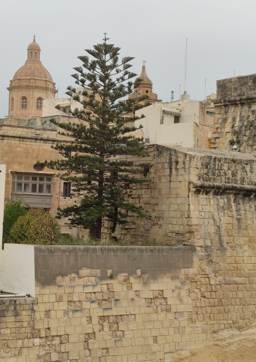 Деревья здесь сажали прямо на крепостных стенах просто потому, что больше нигде 