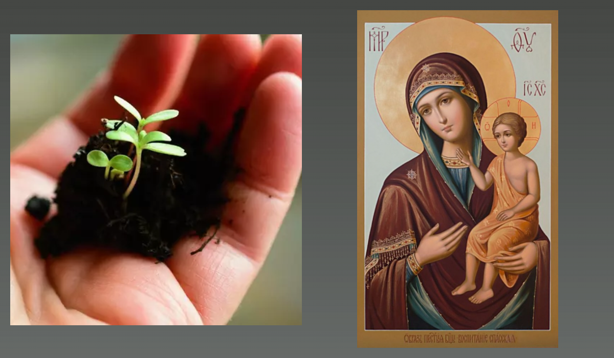 Икона Богородицы Воспитание/azbuka.ru, Рассада/pixabay.com