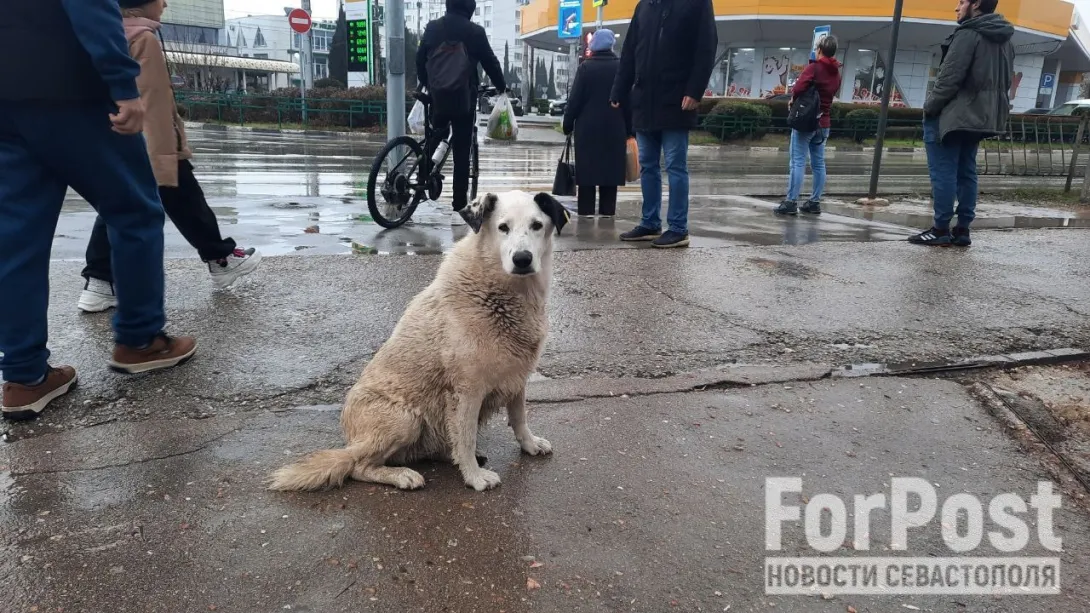 Фото:
Татьяна Воробьёва / ForPost
В Госдуму внесли законопроект об усыплении бродячих собак