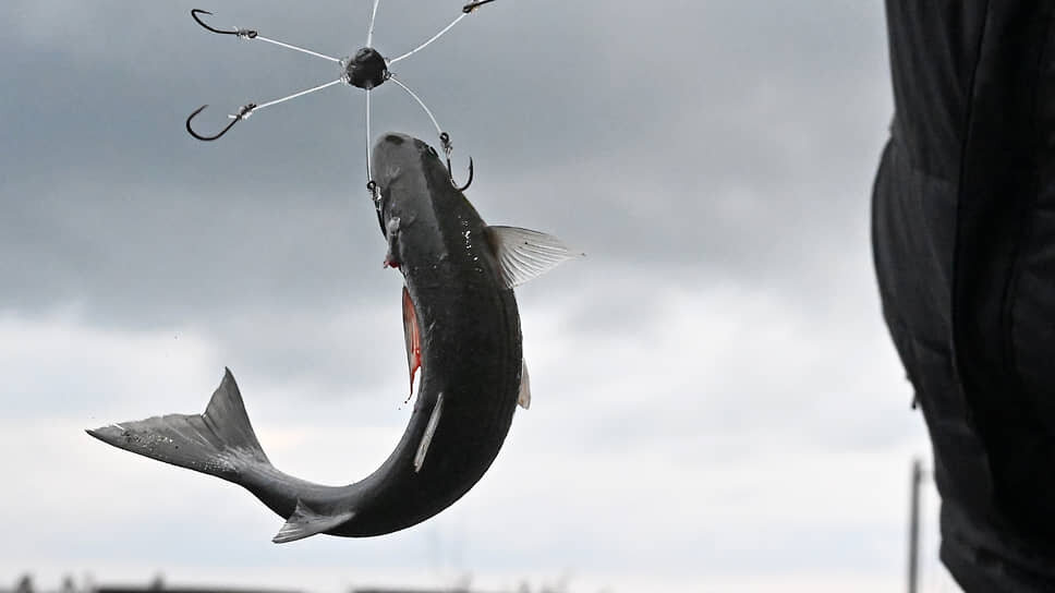 Фото: Анатолий Жданов / Коммерсантъ