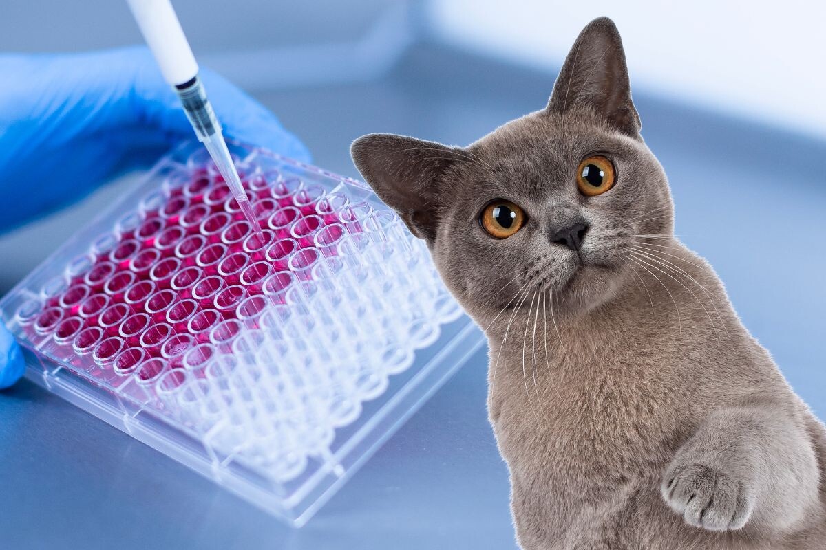 Медицинская лаборатория: стволовые клетки кошек