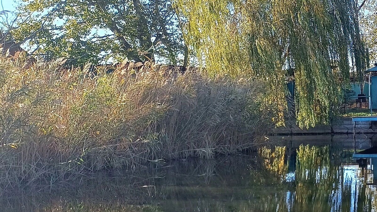     Автор: KubanPress