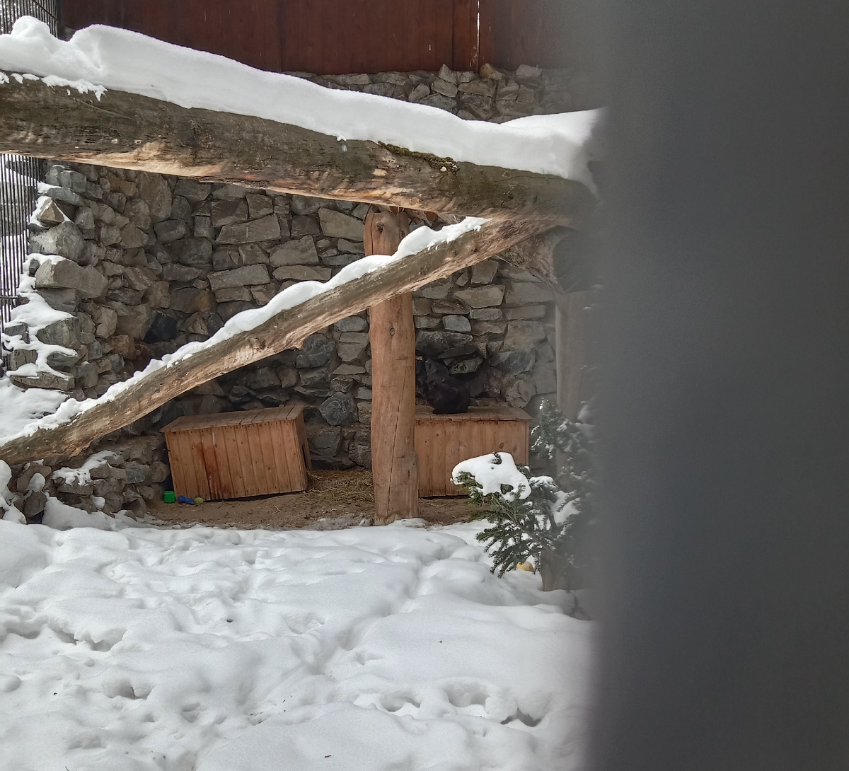 вот в этом вольере живет камышовый кот