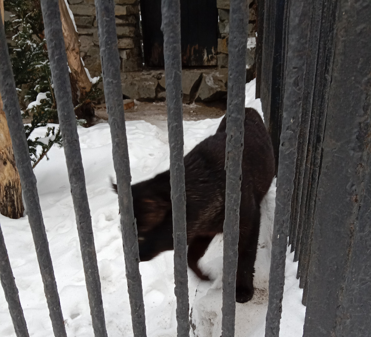 вольер кота