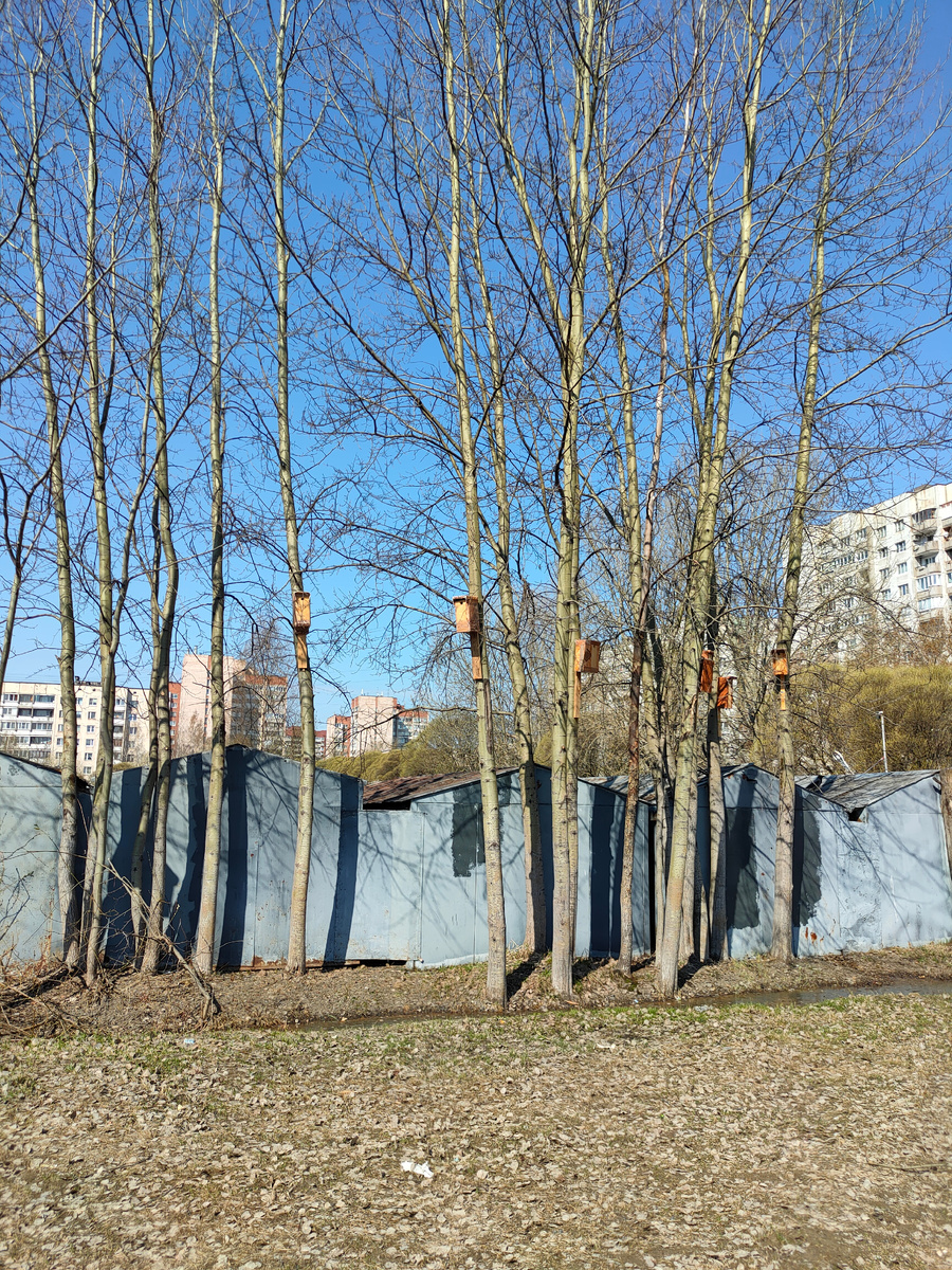 Фото автора. Скворечников на всех хватит.