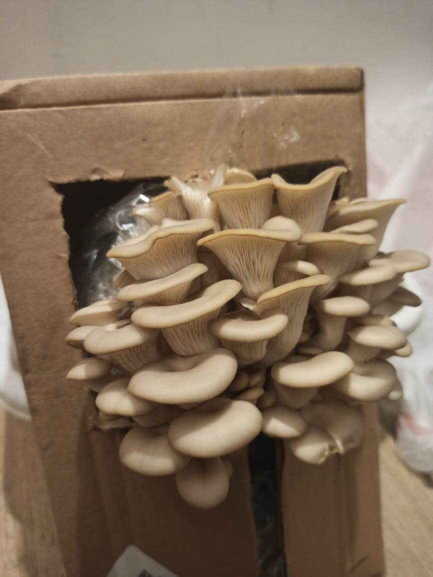 По инструкции.