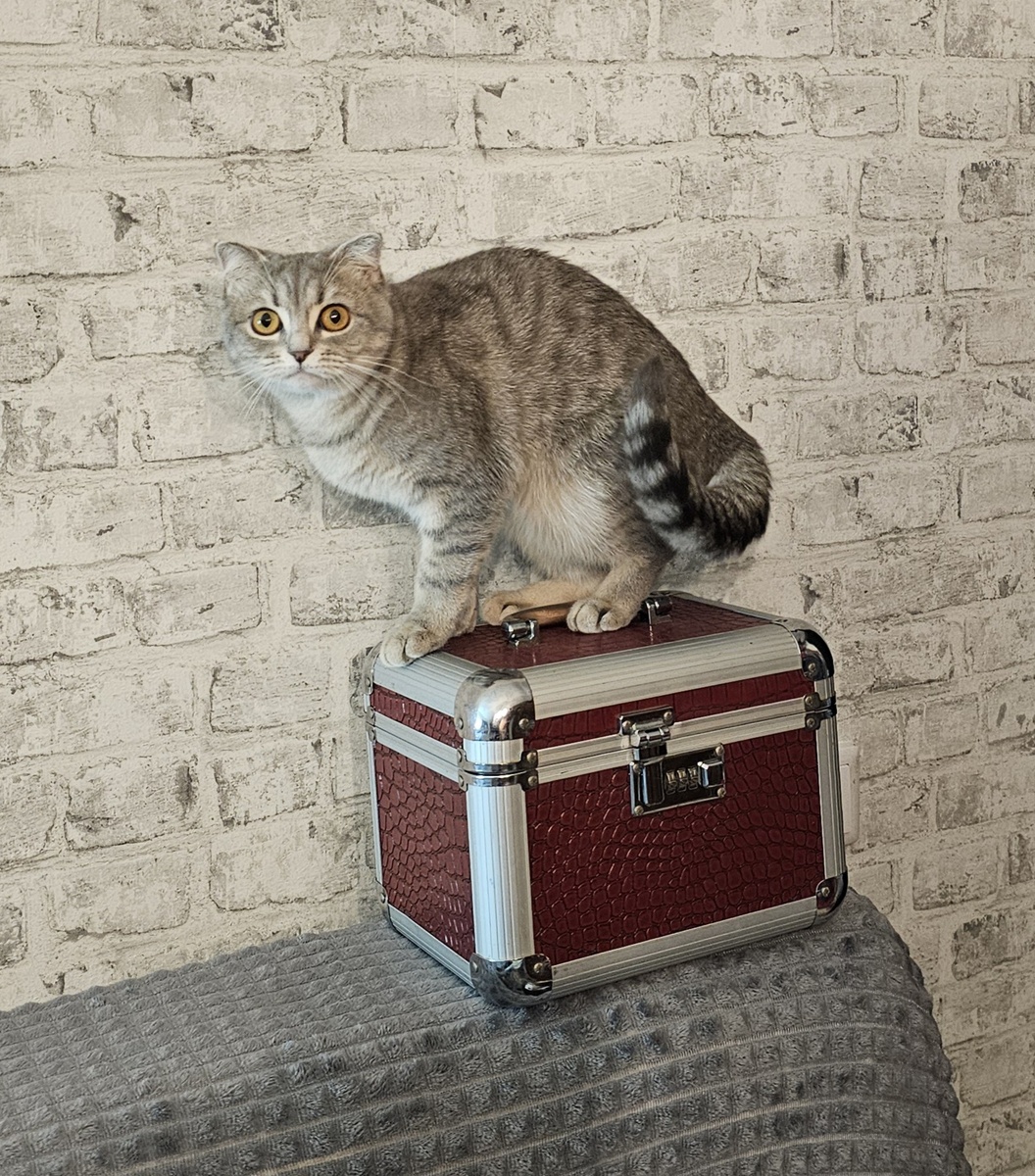 На кейс артикула не будет, моему старичку уже 17 лет, он небольшой, но вместительный, в тоже время тяжёлый, так что годится для защиты прюарфюмерии в поездках на машине, а вот для ручной клади с содержимым тяжеловат. Но парфюмерия в нем как в бункере🤭