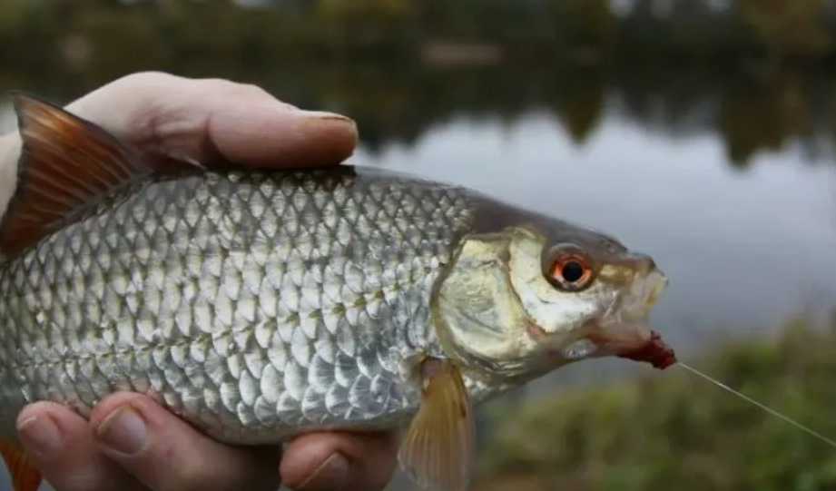 Плотва на крючке. Источник фото spinbait.ru