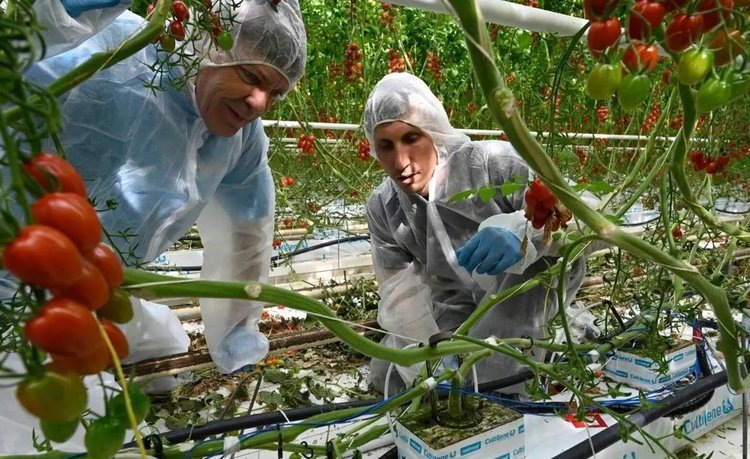    Электрофизические беседы растений о болезнях и вредителях стали доступны агрономам и фермерам