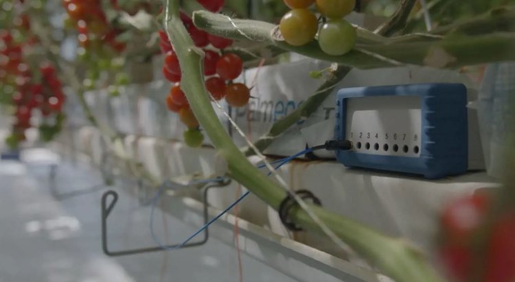     Электрофизические беседы растений о болезнях и вредителях стали доступны агрономам и фермерам
