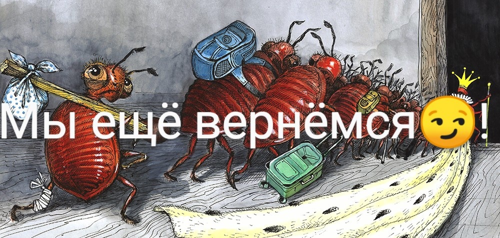 Клопы обиделись и ушли, но... обещали вернуться 