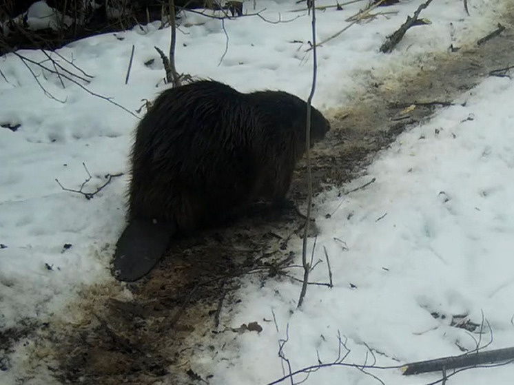     Фото: скрин видео заповедника "Калужские засеки"