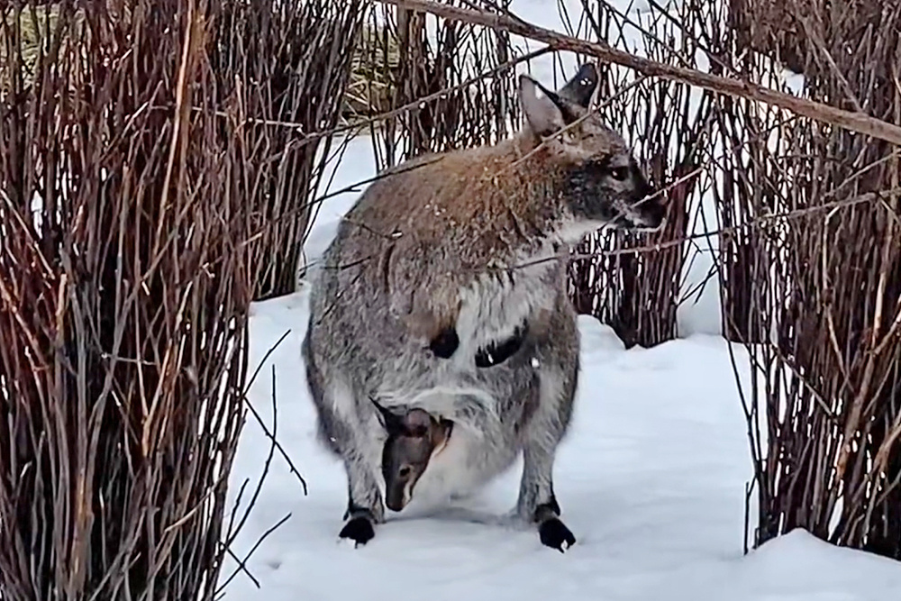    © Ленинградский зоопарк