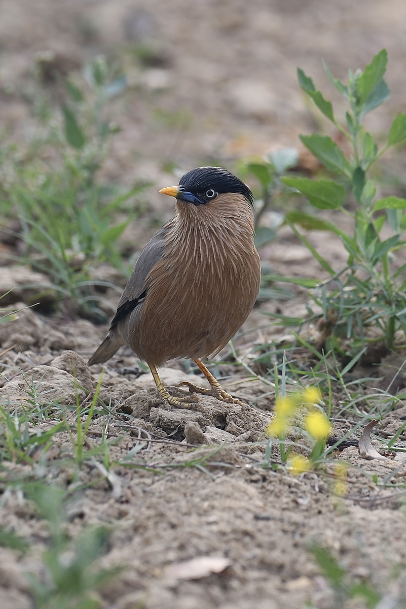 Я их очень часто видела во дворе дома родственников в Индии (фото автора).