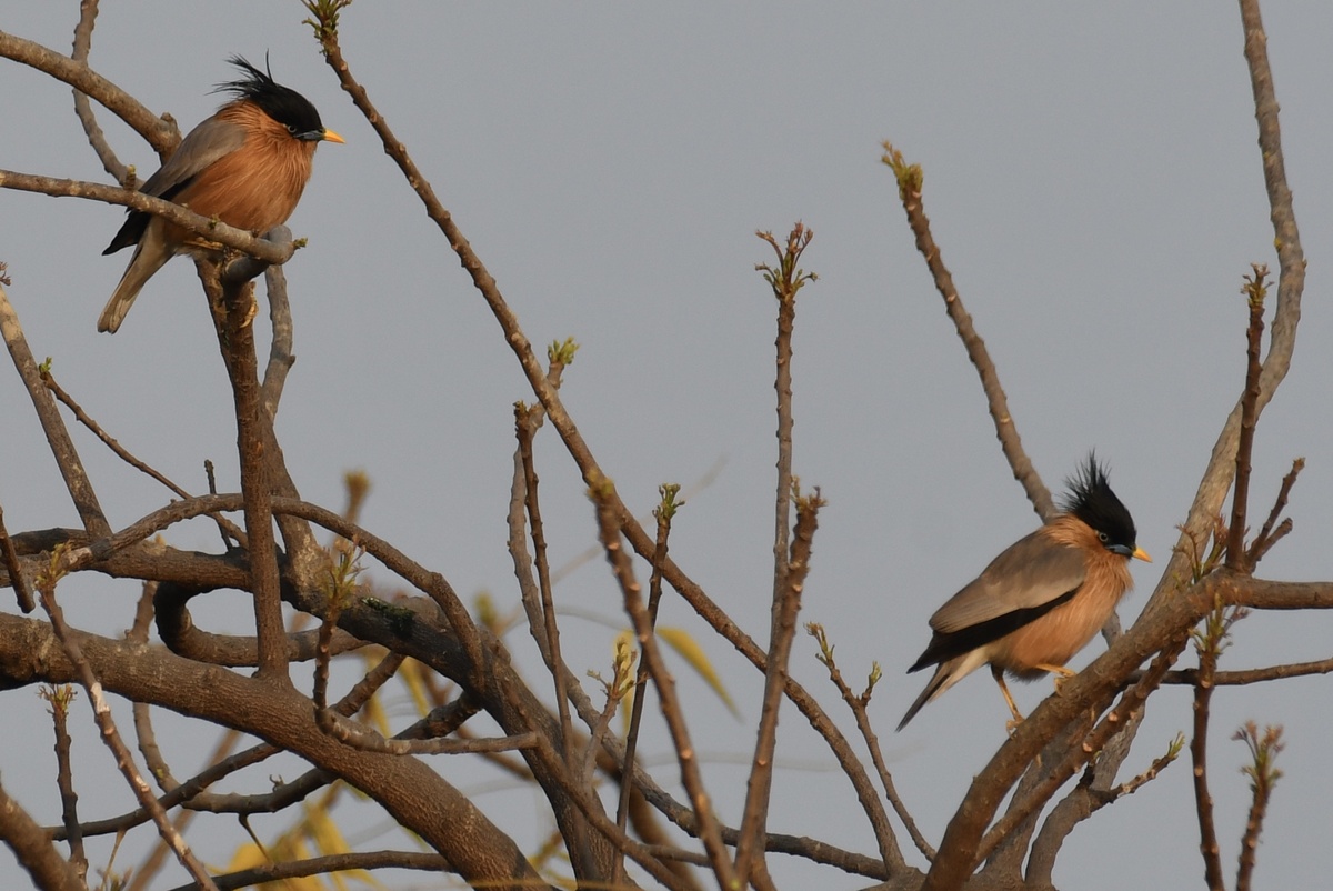 Пара браминских скворцов (фото автора)