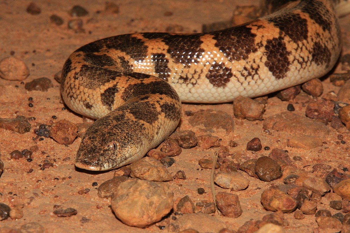 Источник https://upload.wikimedia.org/wikipedia/commons/thumb/9/97/Eryx_muelleri.jpg/1200px-Eryx_muelleri.jpg