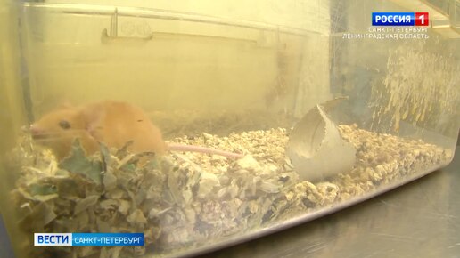 Лекарства для веса для детей. Лекарства для веса для детей. Лекарства для веса для детей. Лекарства для веса для детей. Биорост форте таблетки.