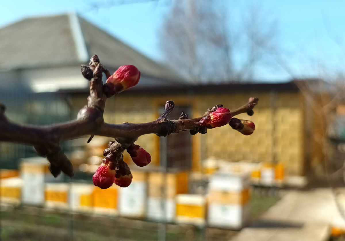 Первые почки на абрикосовом дереве в Ставропольском крае. Фото: АиФ-Северный Кавказ / Юлия Шпак.