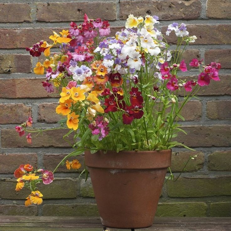 Немезия. Источник фото Pinterest