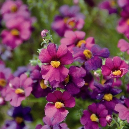 Немезия. Источник фото Pinterest