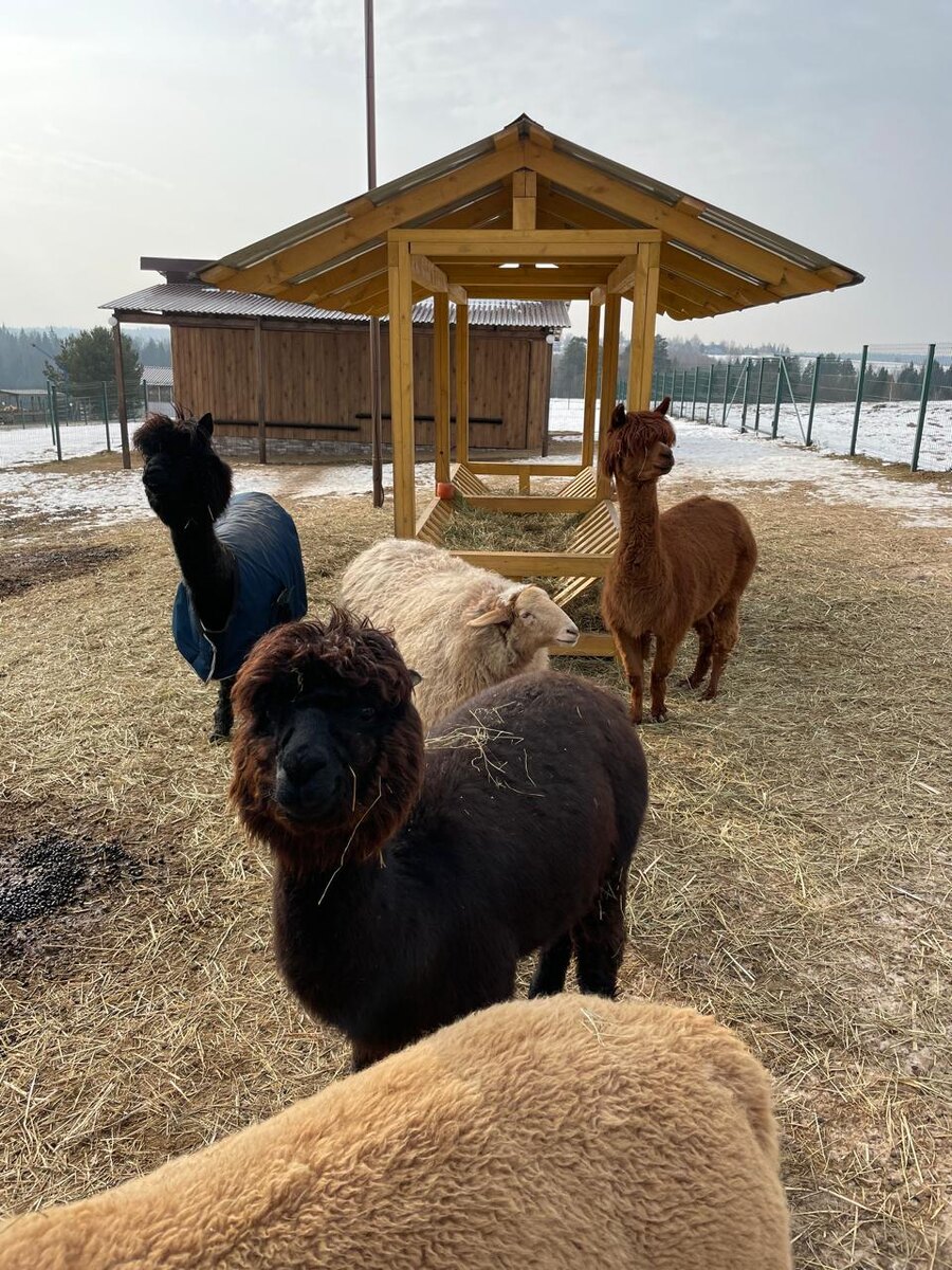 Ферма Российские альпаки © "Покажу Москву"