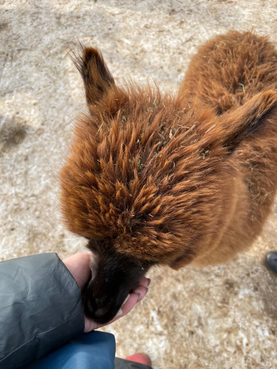 Ферма Российские альпаки © "Покажу Москву"