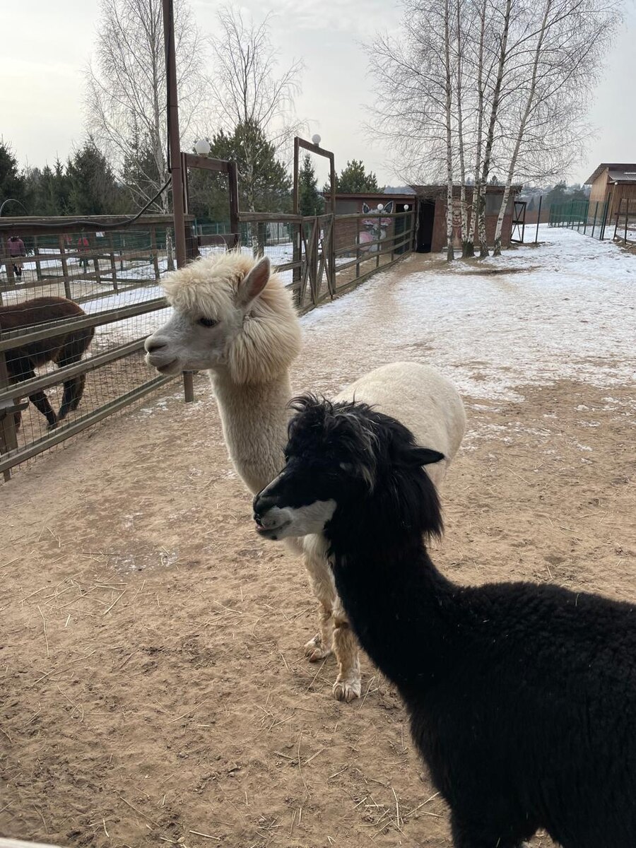Ферма Российские альпаки © "Покажу Москву"