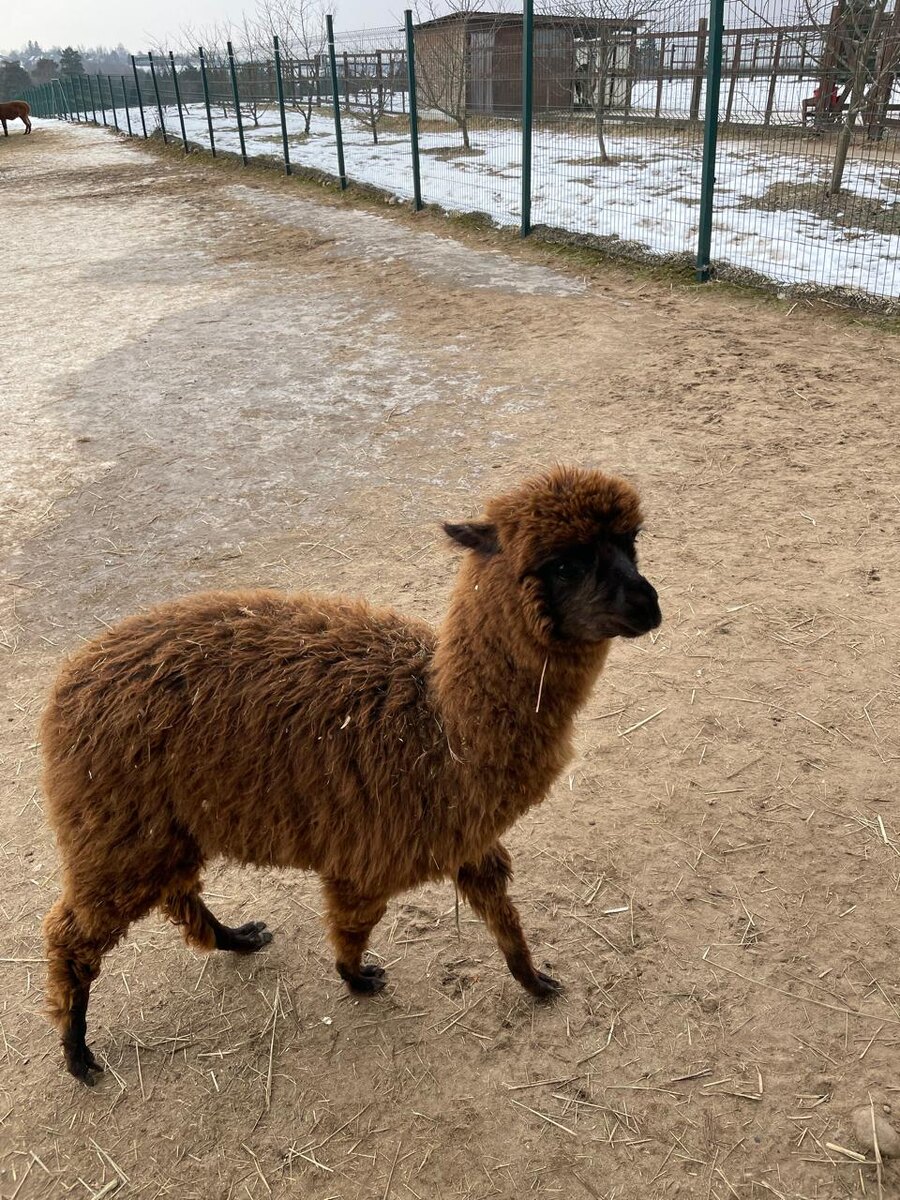 Ферма Российские альпаки © "Покажу Москву"