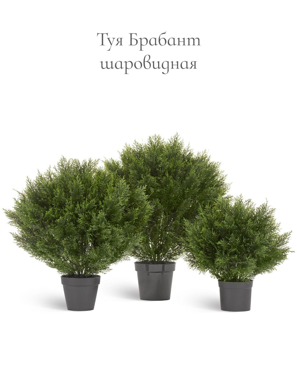 Растения Treez Collection