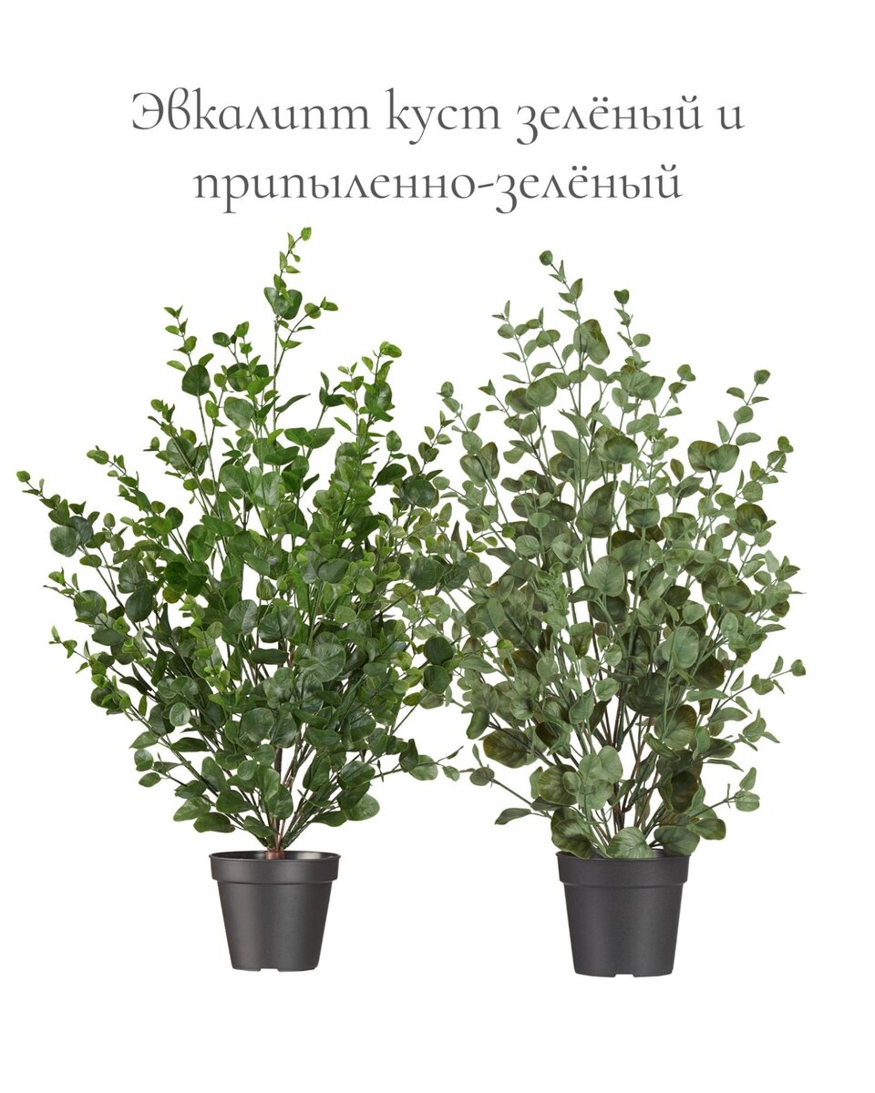 Растения Treez Collection