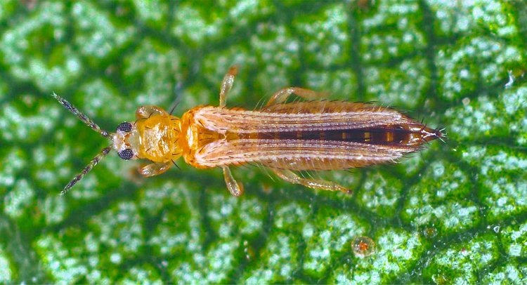    В пробах растений из теплиц Читы нашли западного цветочного трипса