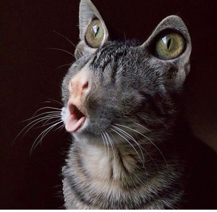 Знатный умляут, от это я понимаю, Ü 