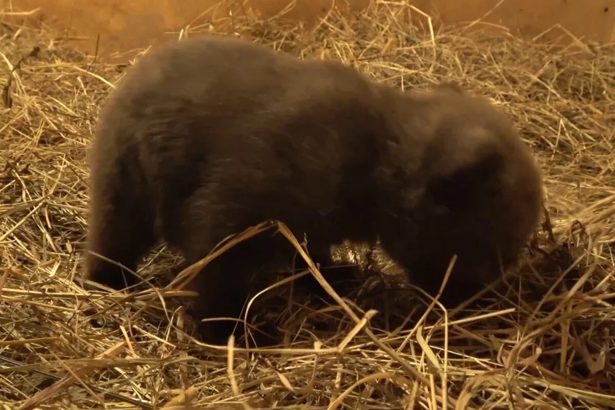    Тверские специалисты рассказали о первых шагах псковской медведицы-сироты