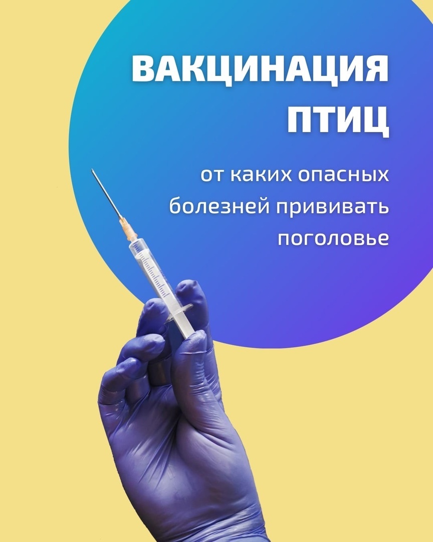 Нужно ли вакцинировать домашнюю птицу?
