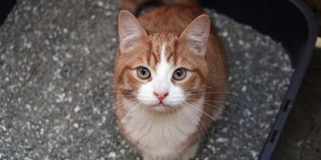 Как очистить кошачий лоток: порядок действий и хитрости