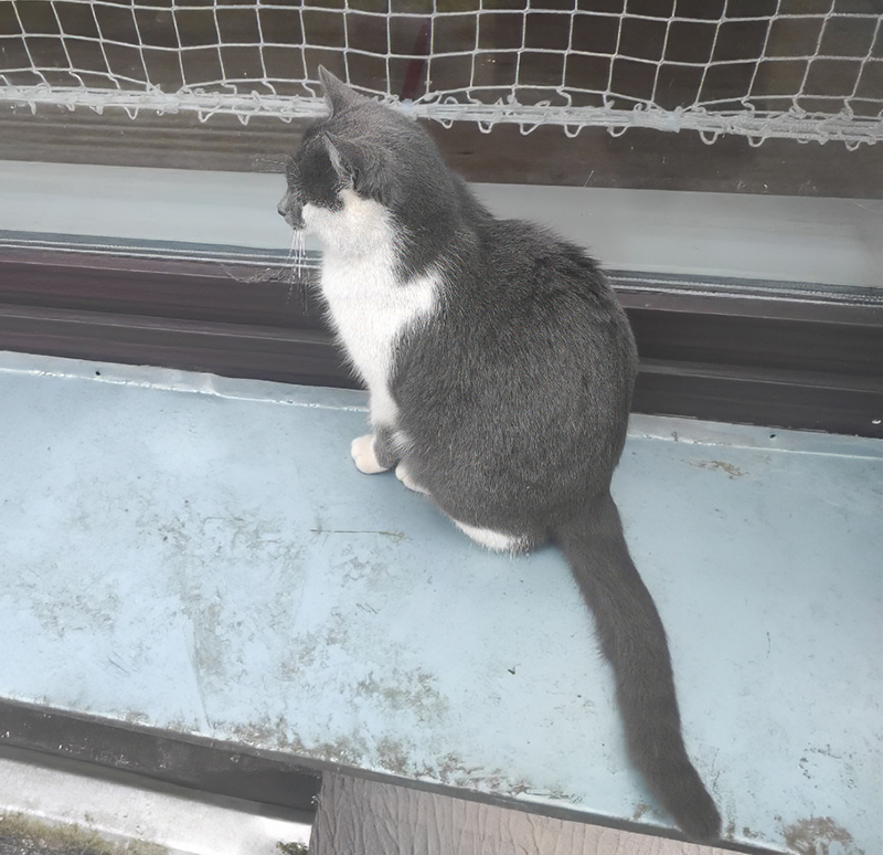 На этом фото кошечка еще во времена уличной жизни