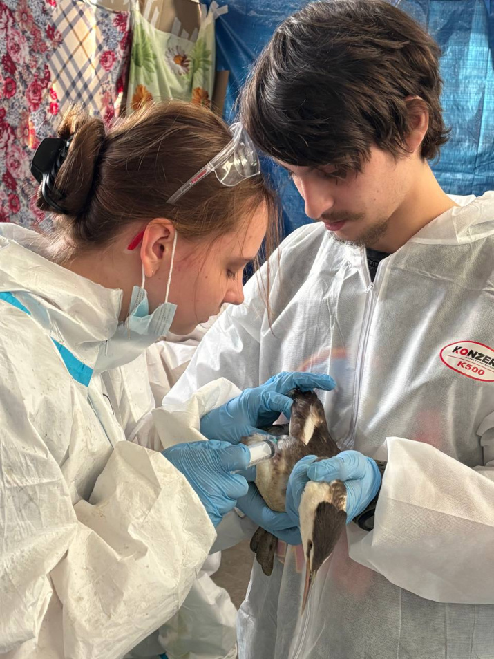 Волонтеры помогают птице. Фото: Личный архив добровольцев.