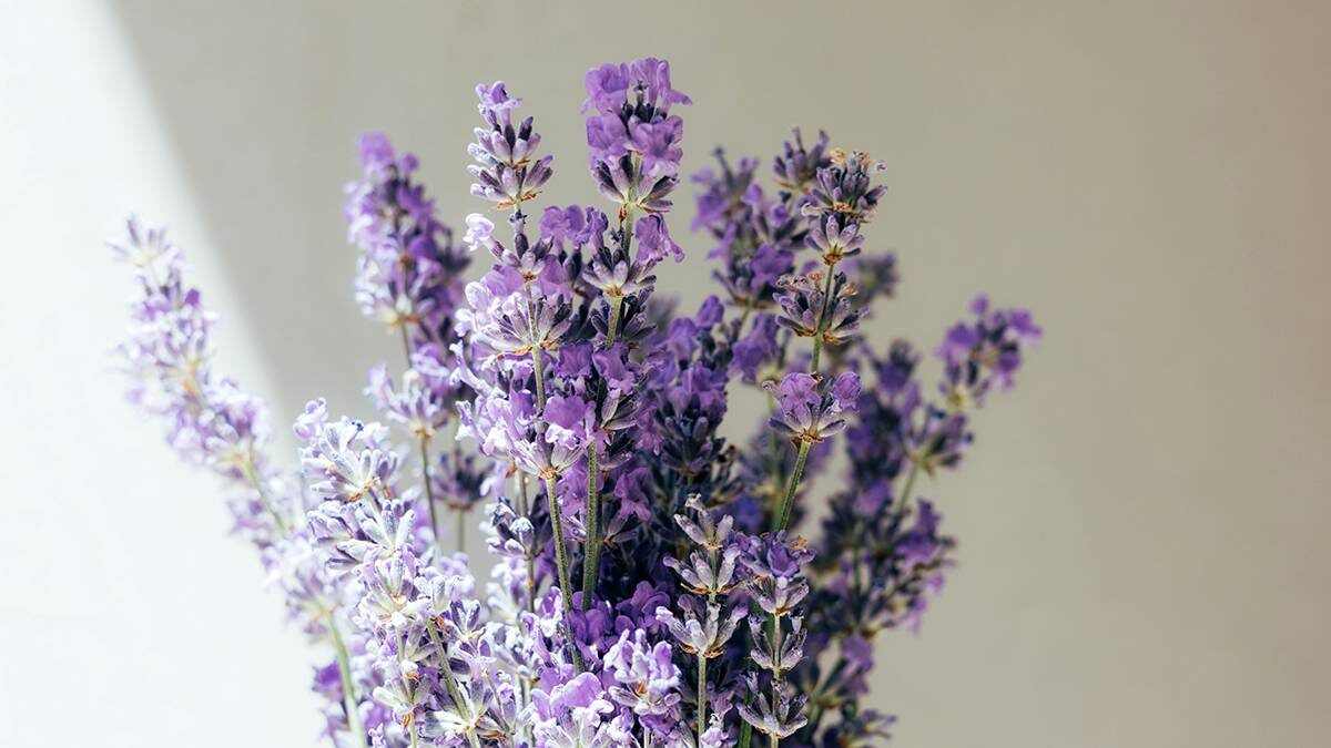    Фото: Shutterstock