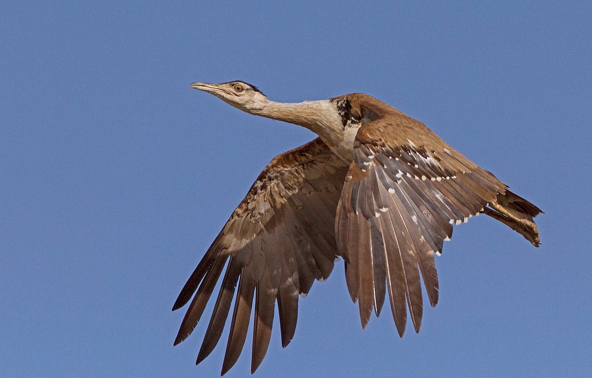 яндекс картинки